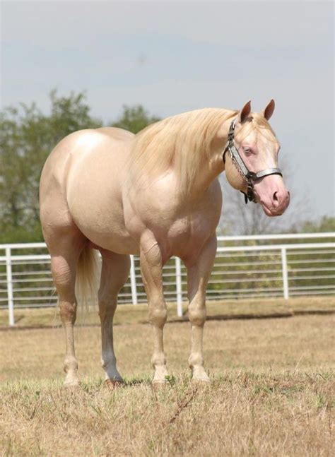 Busy Winin Chex 2007 Quarter Horse Cremello Stallion | Horses, Quarter horse, Reining horses