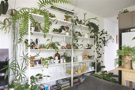 How to Display Houseplants: 100 of Our Favorite Plant-Display Ideas ...