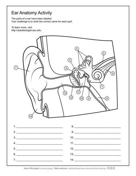 Free human body levels of organization worksheets 2021 in 2021 | Ear ...