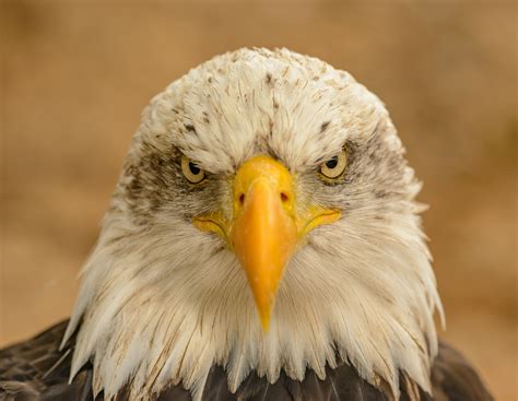 Close-Up Photo of Bald Eagle · Free Stock Photo