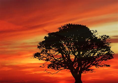 Sunset & tree Free Photo Download | FreeImages