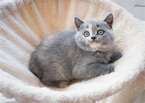 British Shorthair Kittens - LunaRose British Shorthairs