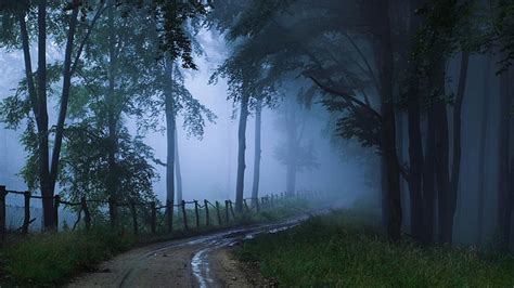 HD wallpaper: trees, twilight, forest, pathway, misty, fog | Wallpaper Flare