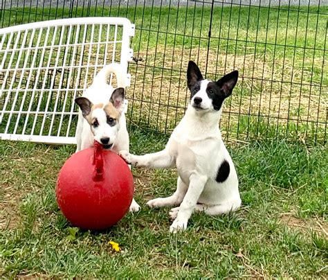 Canaan Dog Puppies - THE CANAAN DOG