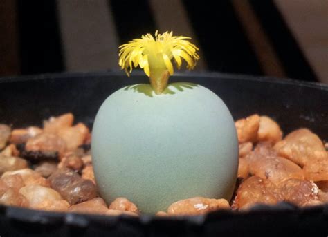 Conophytum Calculus Seeds - Cactus Kingdom