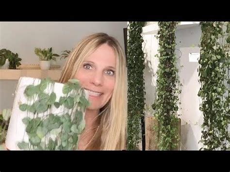 10 EASY CARE HOUSEPLANTS THAT WILL SURPRISE YOU! - YouTube | Easy care houseplants, Easy care ...