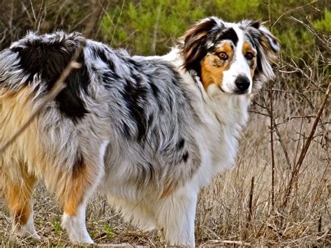 Blue merle Australian shepherd Blue merle Australian shepherd | Australian shepherd blue merle ...