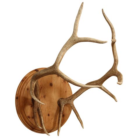 Spectacular Pair of Elk Antlers For Sale at 1stdibs