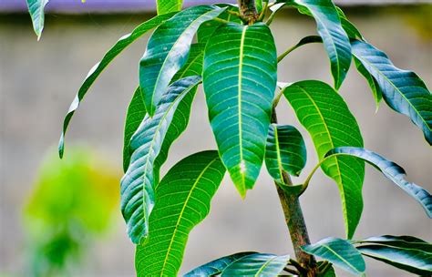 Green Leaves of a Mango Tree · Free Stock Photo