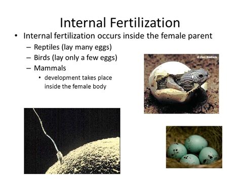 Internal Fertilization Animals