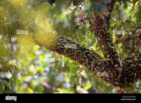 Lomboy Fruit Tree | informacionpublica.svet.gob.gt