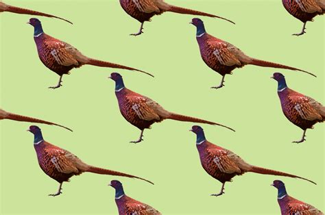 Pheasant Painting Background Free Stock Photo - Public Domain Pictures