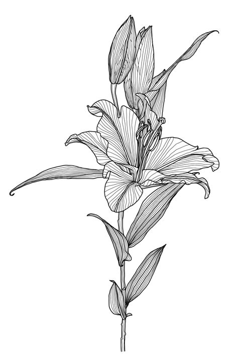 Realistic Linear Lily Flower Graphics No People Petal Botany Vector, No People, Petal, Botany ...