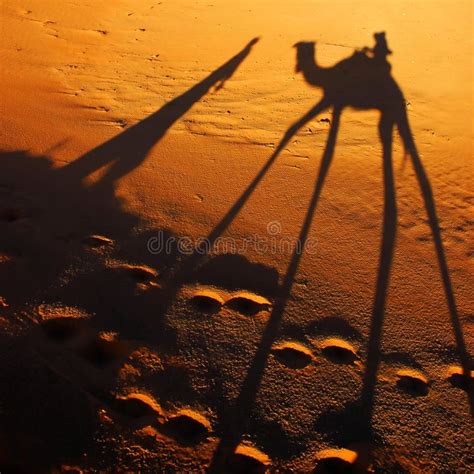 Camel shadow stock image. Image of climb, light, chebbi - 13847047