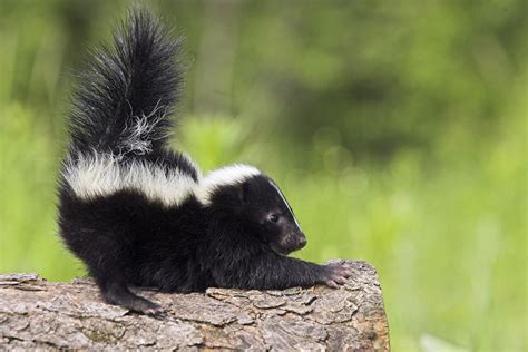 5 types of cute skunks you didn't know existed | MNN - Mother Nature Network