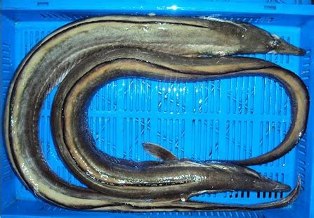 Black Eel Fish at best price in Veraval by S.S. International | ID ...