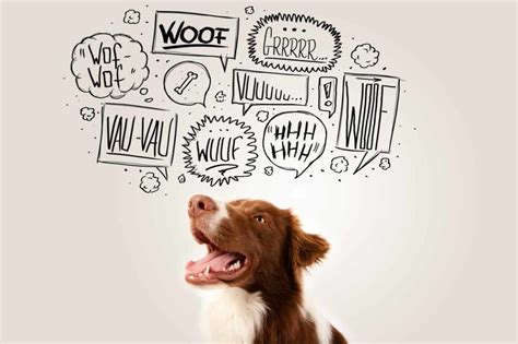 Understand dog sounds to know when your pup is scared, tired or bored