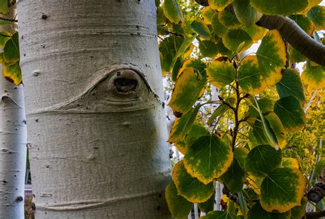 Documenting Pando, the World’s Largest Tree - NANPA