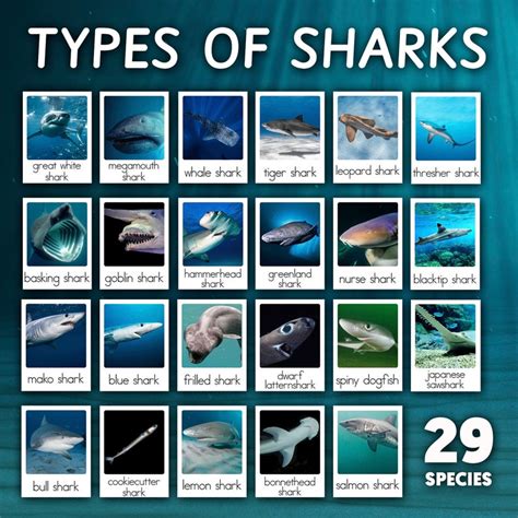 Types of Sharks Cards Types of Sharks Montessori Cards Montessori ...