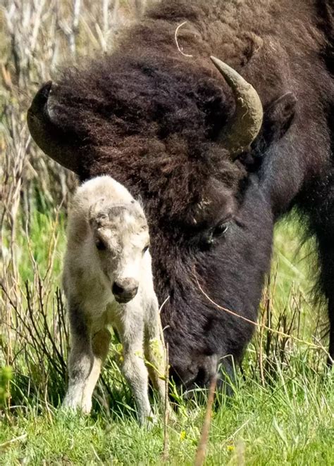 Birth of White Buffalo Fulfills Native American Environmental Prophecy ...