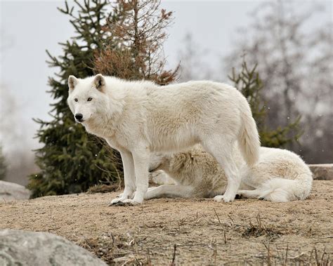 The Arctic Wolf | Interesting Facts & Photographs | The Wildlife