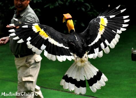 Great Hornbill in-flight by MadinkaClaireC on DeviantArt