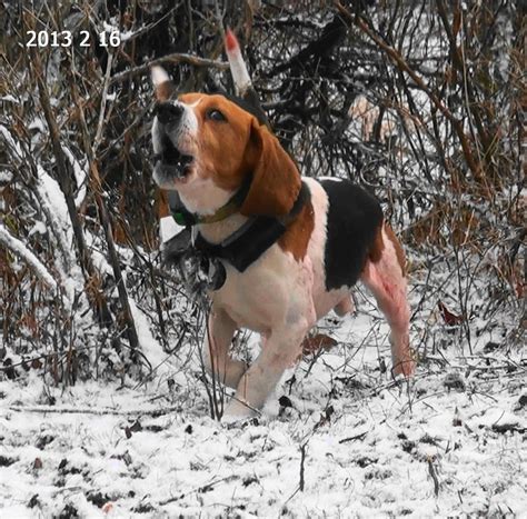 Beagle | Beagle hunting, Cute beagles, Rabbit hunting