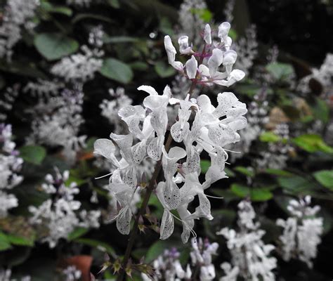 Plectranthus | Flowers at George Tindale Memorial Garden thi… | Flickr