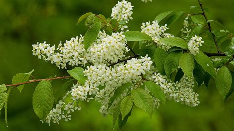 British Trees and Shrubs To Plant In Gardens - Woodland Trust