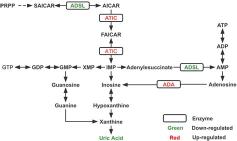 Frontiers | Purine signaling pathway dysfunction in autism spectrum disorders: Evidence from ...