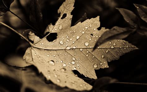 Dry Leaf Wallpapers - Salon des Refusés