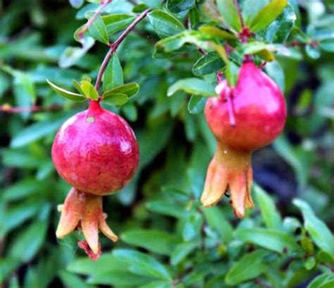 Dwarf Pomegranate Tree – mygardenchannel