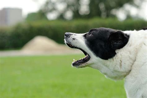 How to Train Your Dog to Bark | Wag!