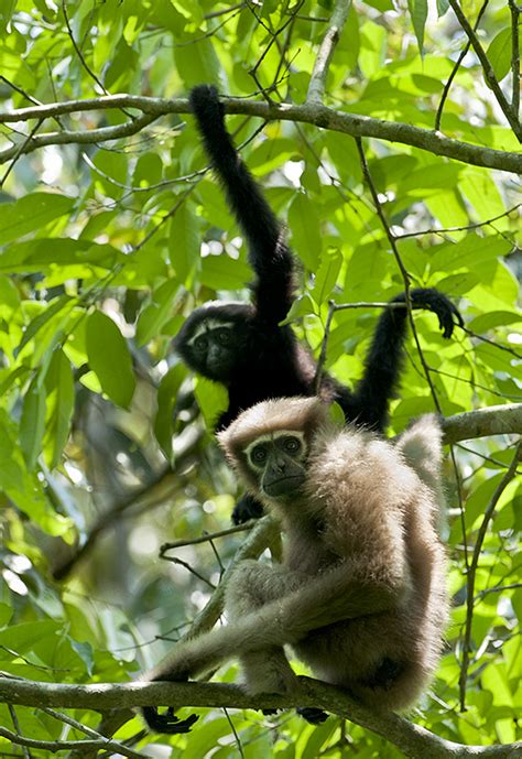 Western Hoolock Gibbon - India's Endangered