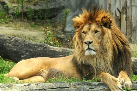 Lev berberský | Zoo Olomouc - Svatý Kopeček