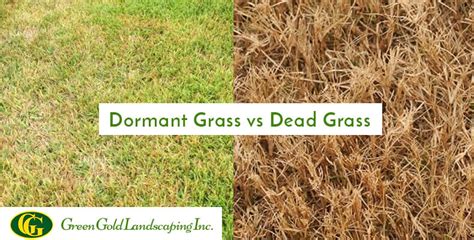 Dormant Grass vs Dead Grass - Green Gold Landscaping Inc