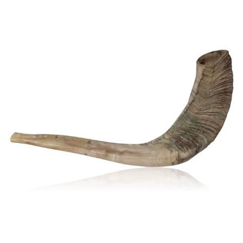 25+ Best Shofar Horns & Kosher Shofar Types from Israel [Kudu, Ram's Horn & Exotic] (2020 ...