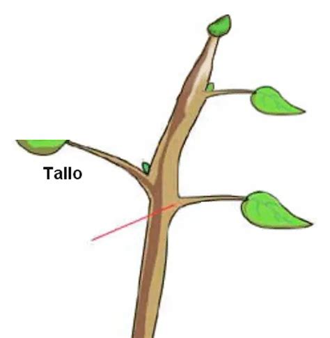 Tallo De Una Planta: Que es, Clasificación, Tipos, Partes E Importancia