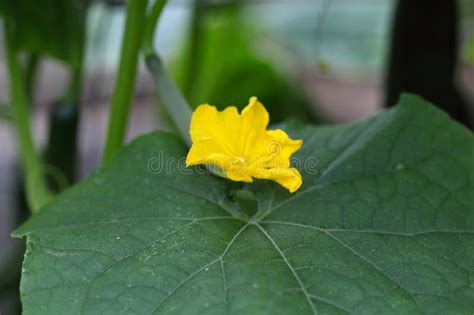 Flower of a Cucumber plant stock photo. Image of small - 75582496