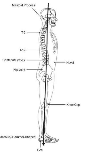 Body Posture: Alignment Is The Key for Health – TMD – Occlusion