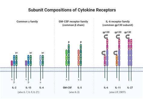 Subunit Compositions of Cytokine Receptors | BioRender Science Templates