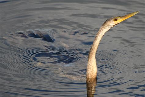 Avise's Birds of the World