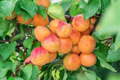 Pruning Apricot Trees: When, Why, and How - Minneopa Orchards