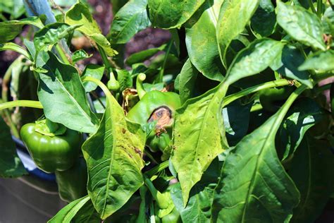 How to Plant Chili Pepper in Your Garden (Tricks to Care!)