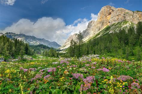 Alps Flowers Wallpapers - Top Free Alps Flowers Backgrounds ...