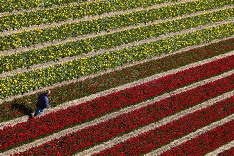 Aerial View of the Tulip Fields in North Holland Editorial Photo - Image of flora, fresh: 162938601