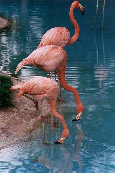 Flamingolar | Flamingo pictures, Pink flamingos, Flamingo