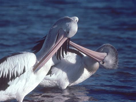 Australian Pelican - The Australian Museum