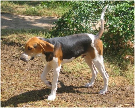 Treeing Walker Coonhound - Facts, Pictures, Puppies, Rescue, Temperament, Breeders | Animals Breeds