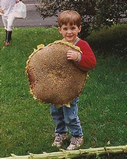 LuckyNumber#7: Is that a sunflower or a beanstalk? Sunflower heads for World Record.